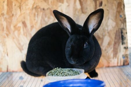 The Basics of Raising Homestead Rabbits Image